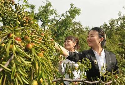 滄州2019中國農(nóng)民豐收節(jié)暨黃驊冬棗節(jié)即將盛大開幕