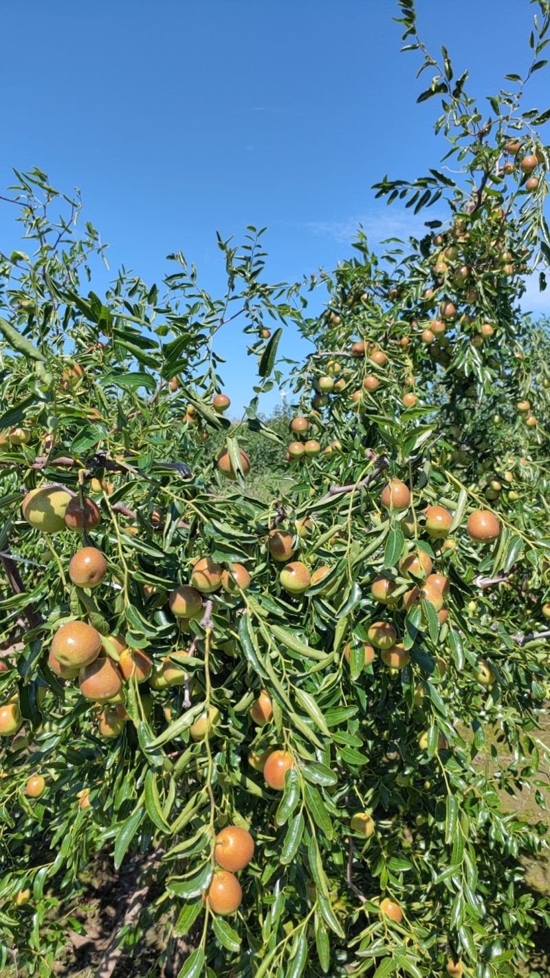 河北滄州黃驊市鮮棗批量上市 冬棗種植大戶直供批發(fā)6元/斤行情穩(wěn)定
