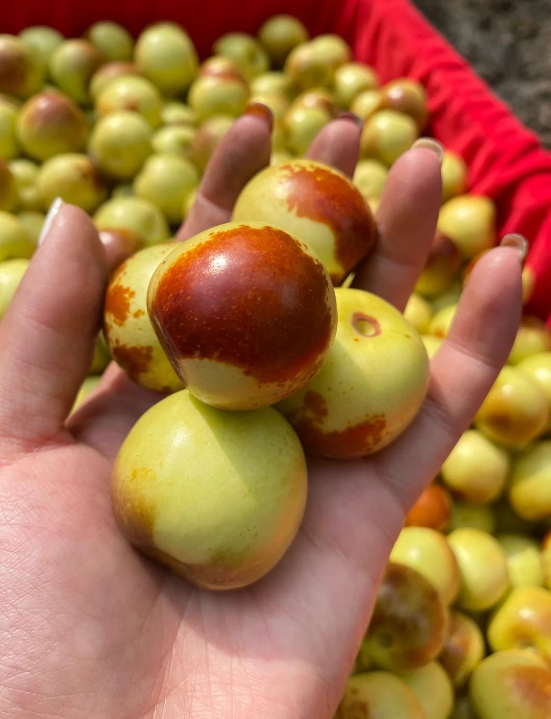 黃驊冬棗 千年孕育的甜蜜饋贈(zèng)