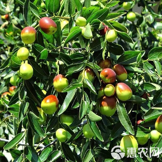 沾化冬棗苗與黃驊冬棗 北方冬棗兩大名品的獨特魅力